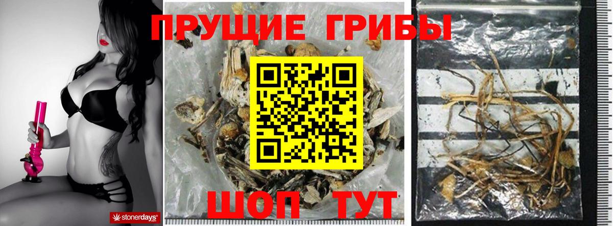 Псилоцибиновые грибы Psilocybe  Усть-Кут 